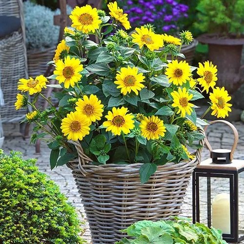 Are Sunflower Perennials 1