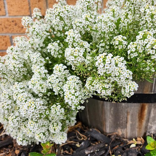 Herbs with White Flowers 9