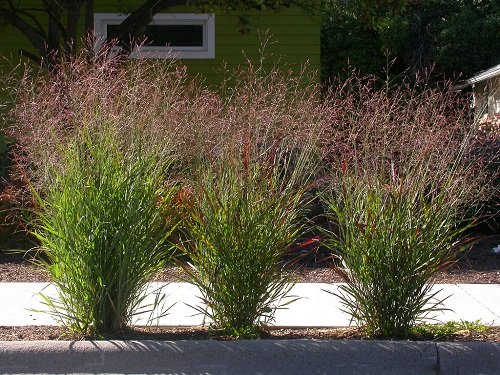 Tall Grasses for Privacy 2