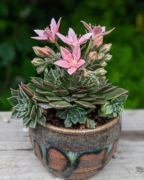 Pink-Flowered Succulents 3
