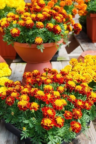 13 Flowers that Starts with F | Balcony Garden Web