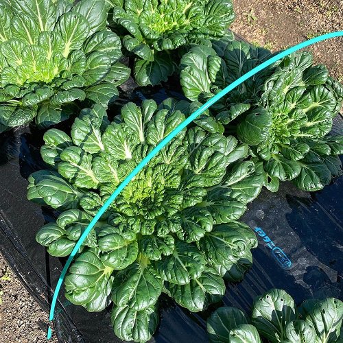 16 Best Vegetables that are Ready to Harvest in Less than 2 Months! 3