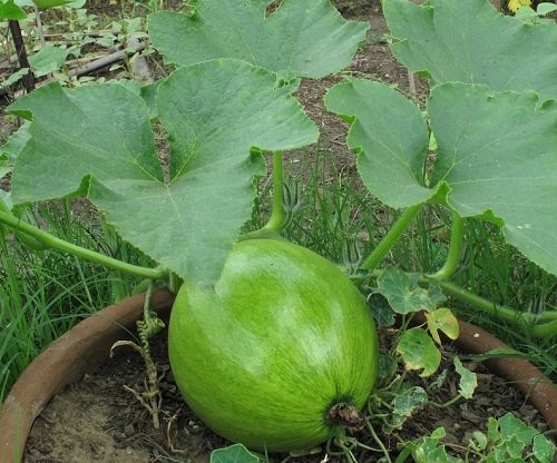 16 Best Vegetables that are Ready to Harvest in Less than 2 Months! 5