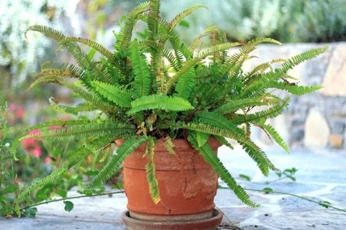 Ferns Turning Brown and Dying Too Much Sunlight