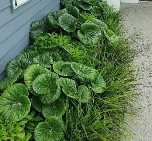 Outdoor Plants That Grow Without Sunlight near house 
