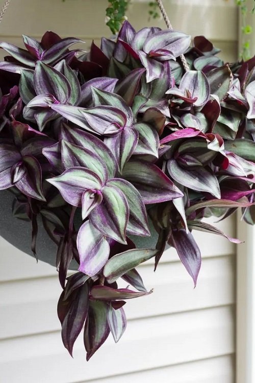 22 Best Purple and Green Plants You Should Try Growing 4
