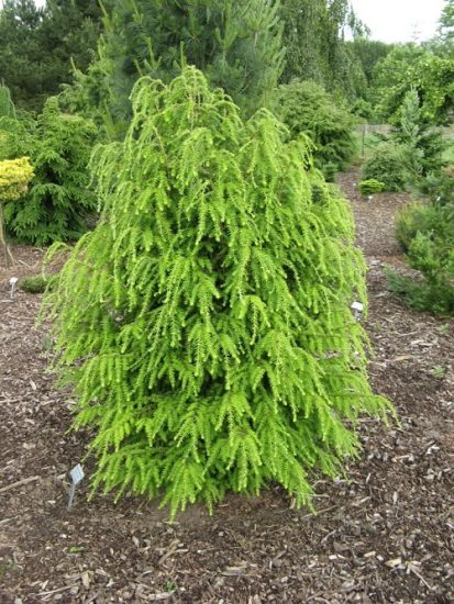 53 Best Low Maintenance Evergreen Shrubs