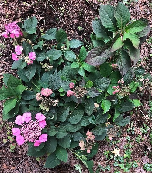 Stunning Oakleaf Hydrangea Varieties 22