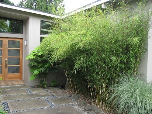 Best Tall Grasses for Privacy 8