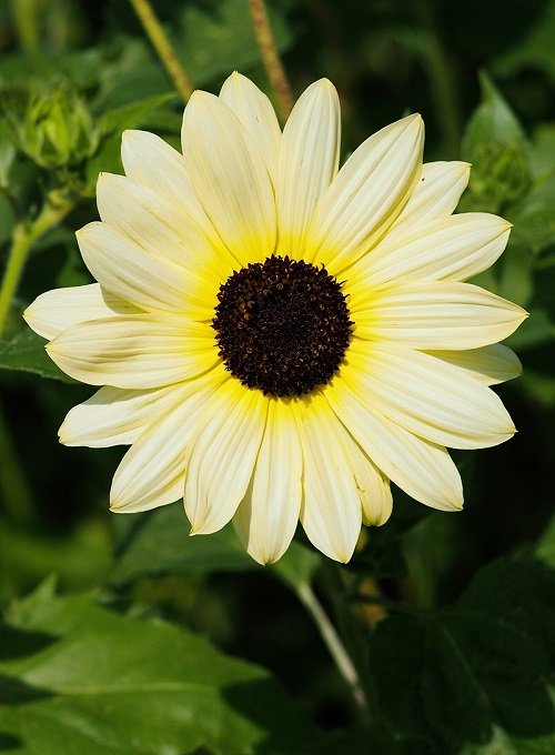 Black and White Sunflower Varieties 3
