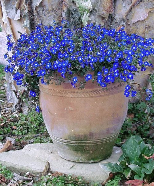 Blue Flowers 89