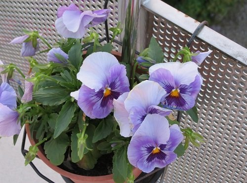 Pansy Flower Meaning and What it Symbolizes 3