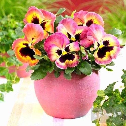 Different Pansy Flowers Colors and their meaning 