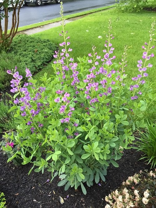 Purple Perennial Flowers in garden