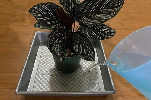 Indoor Plant Watering Tricks 5