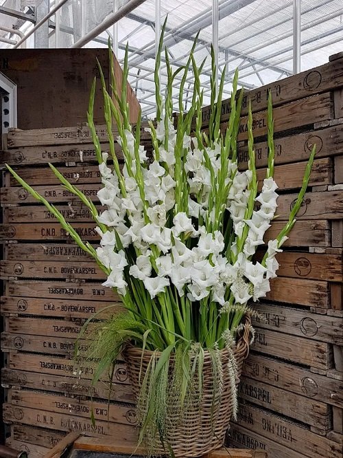 White Flowers for Funerals 7