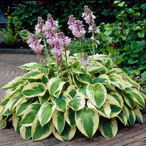 Hostas with Purple Flowers and Leaves8