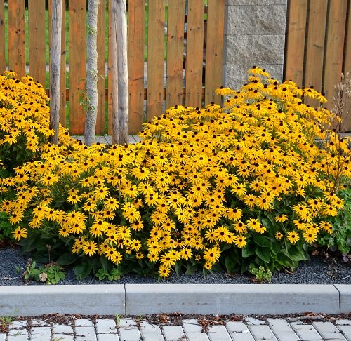 50 Most Beautiful Yellow Perennial Flowers 1