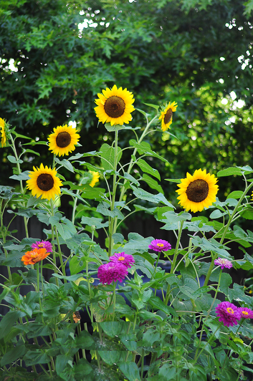 Image of Zinnia and sunflowers companion planting