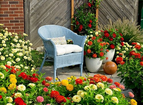 zinnia colourful and flowerful garden 