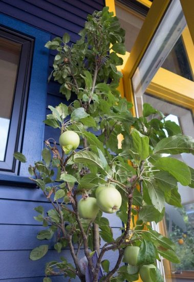 31 Different Types Of Green Apple Varieties Balcony Garden Web   A Blushing Delight Apple Tree Growing In A Container On A Patio WPYNYE Transformed 379x550 