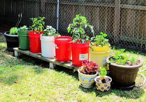 Best Vegetables to Grow in 5 Gallon Buckets