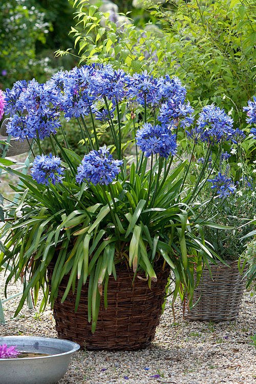  Royal Blue Flowers 3