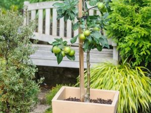 31 Different Types Of Green Apple Varieties Balcony Garden Web   Apple 4 300x224 