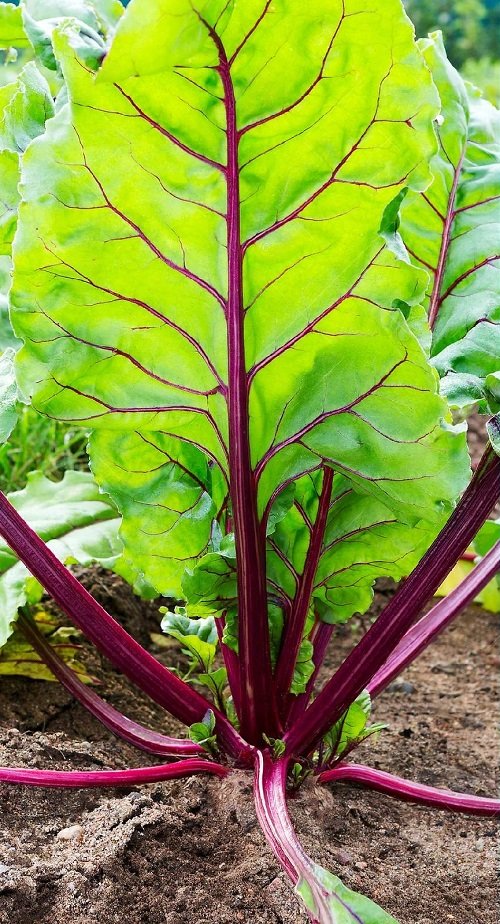 11 Plants With Red Veins on the Foliage 1