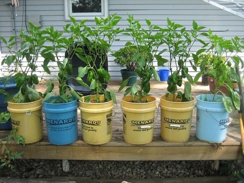 Vegetables to Grow in 5 Gallon Buckets