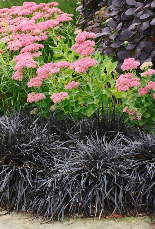 Best Black Grasses for Landscaping and Containers