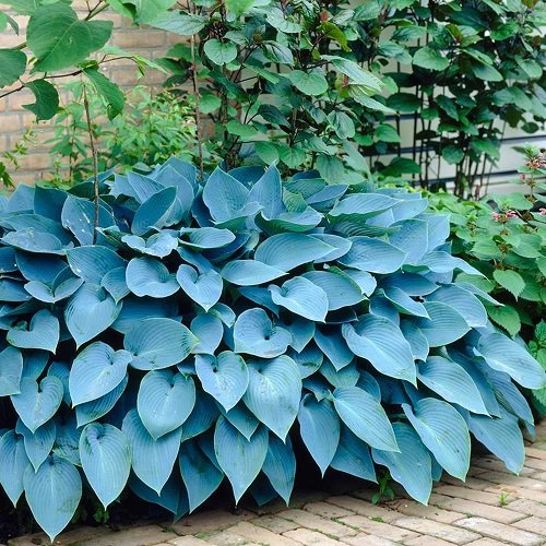 Colorful Hostas You Must Plant in Your Garden 19
