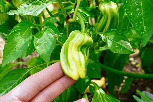 Bell Pepper Types and Varieties 1