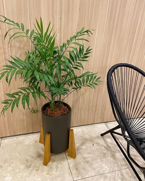 Parlor Palm- Plants that Grow Without Sunlight