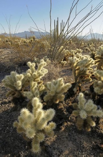 Jumping Cholla Cactus Facts and Growing Information