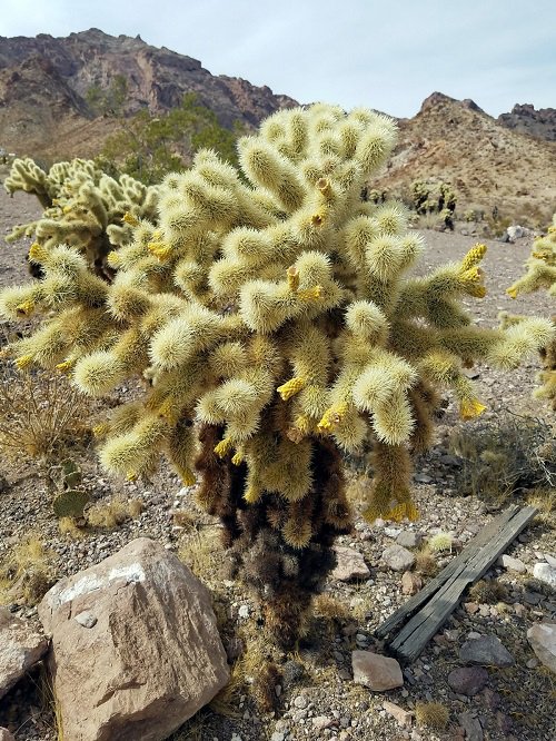 Jumping Cholla Cactus Facts and Growing Information 2
