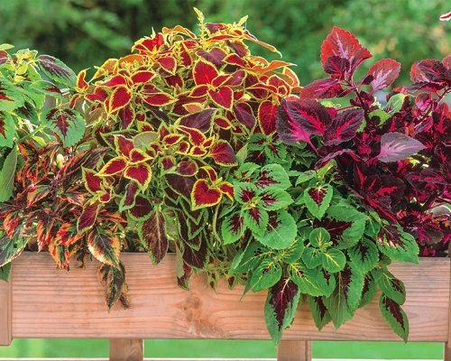 22 Best Purple and Green Plants You Should Try Growing 3