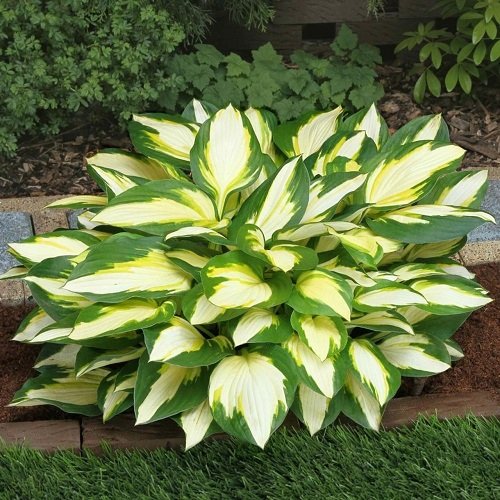 Colorful Hostas You Must Plant in Your Garden 20