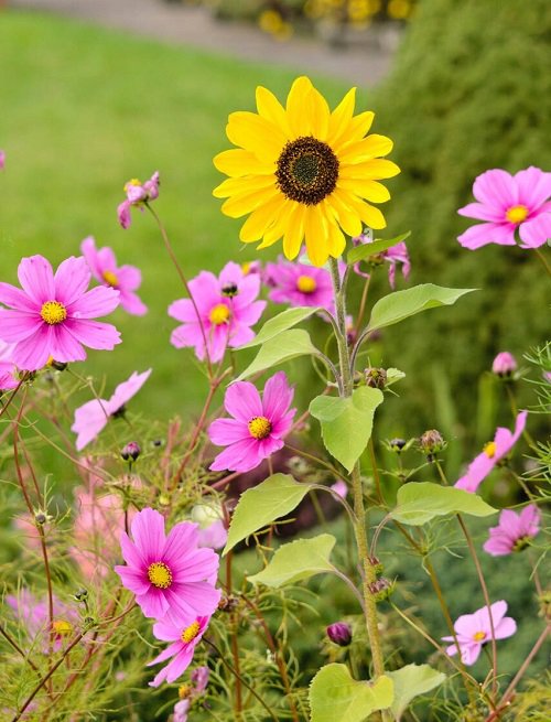Best Sunflower Companion Plants cosmos
