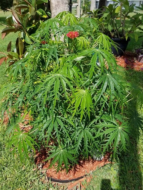Plants that Look Like Marijuana 9