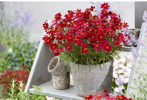 Red Outdoor Plants 5