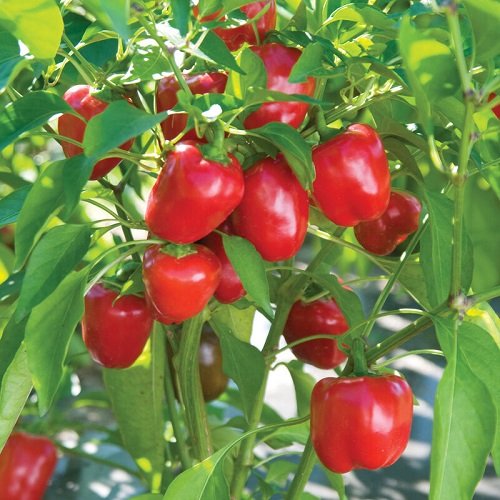 Types of Bell Pepper Varieties in garden