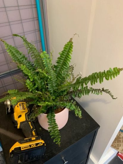 Ferns Turning Brown and Dying? Here's How You Can Save Them!