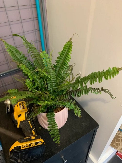 Ferns Turning Brown and Dying Small Containers