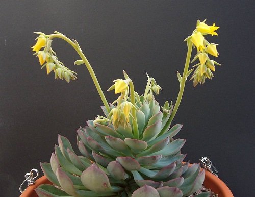 Succulents with Yellow Flowers