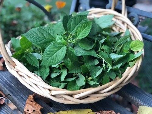 Harvesting and Storing Egyptian Spinach Leaves