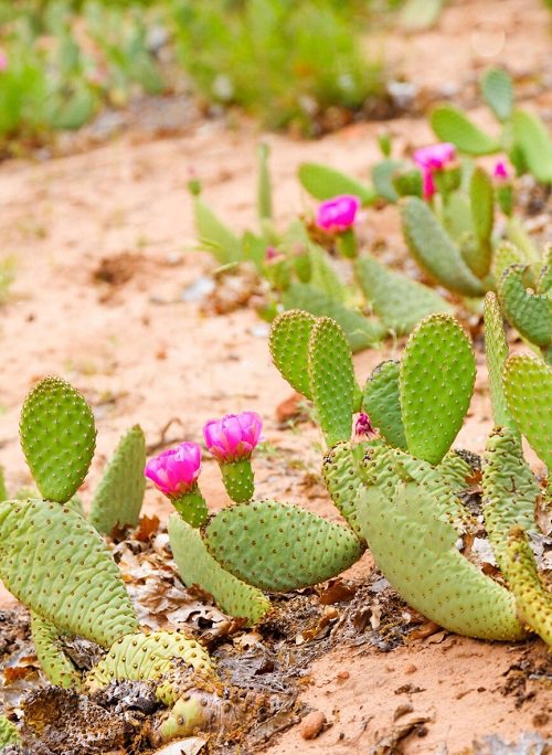 Succulents with Purple Flowers 9
