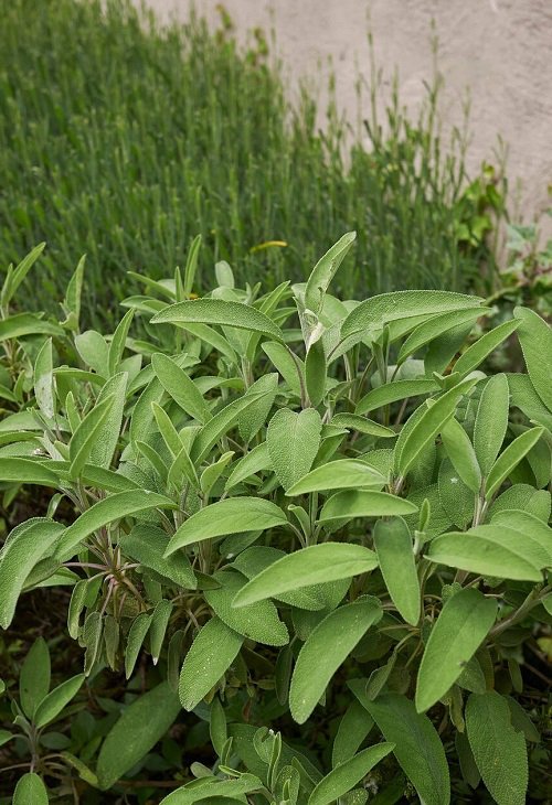 Varieties of Sage to Plant in Your Garden 2