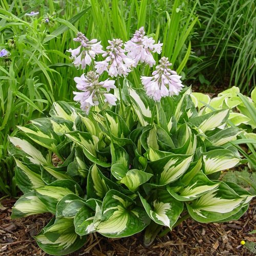Colorful Hostas You Must Plant in Your Garden 8