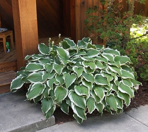 Colorful Hostas You Must Plant in Your Garden 9